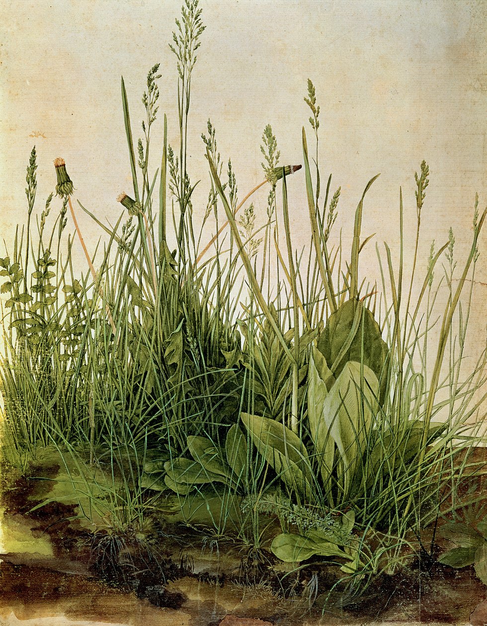 The Great Piece of Turf, 1503 (bodycolours, heightened with opaque white on vellum) by Albrecht Dürer