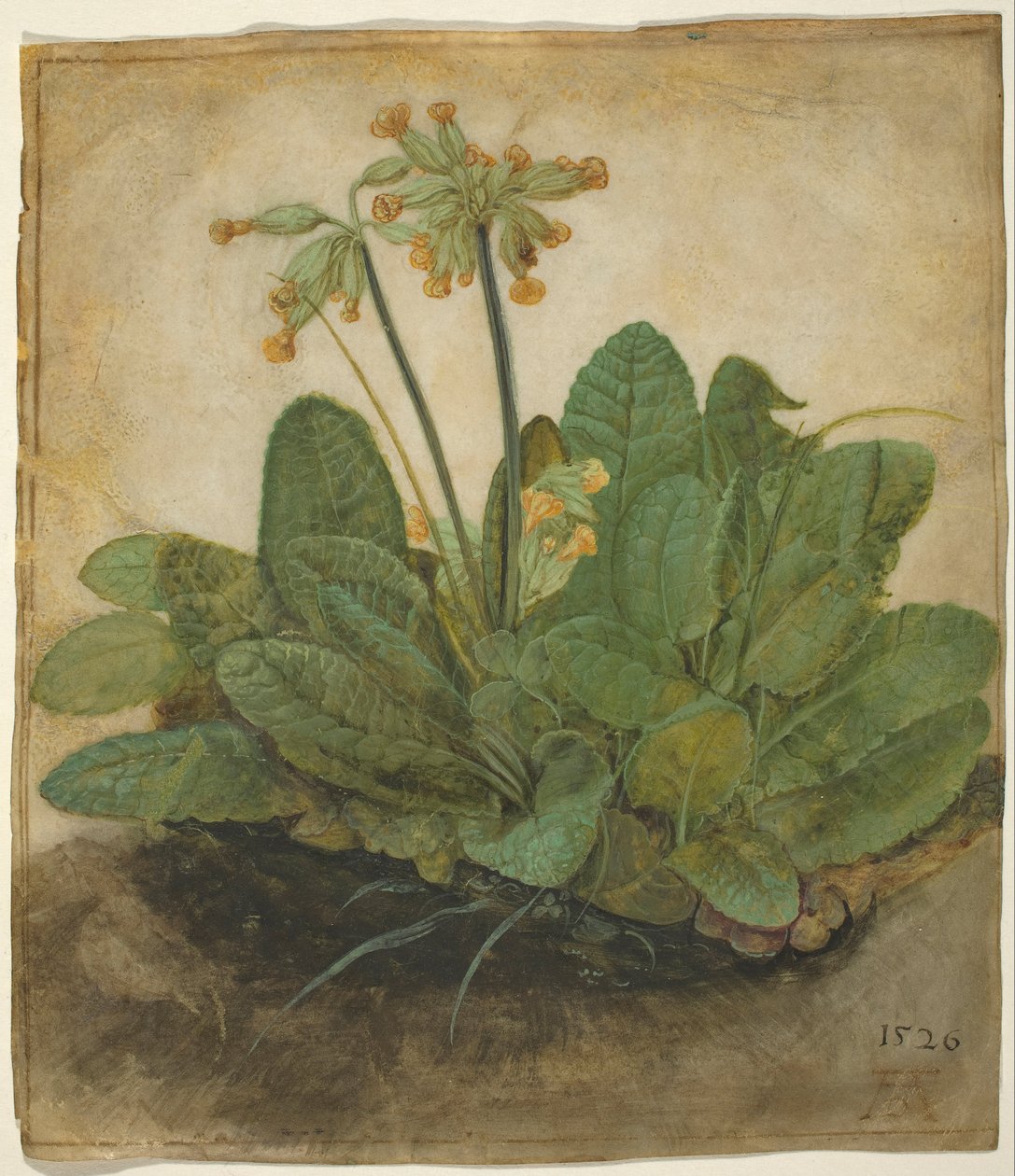 Bir tutam inek kayması by Albrecht Dürer