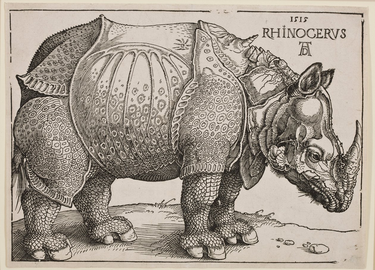 Gergedan, 1515 by Albrecht Dürer
