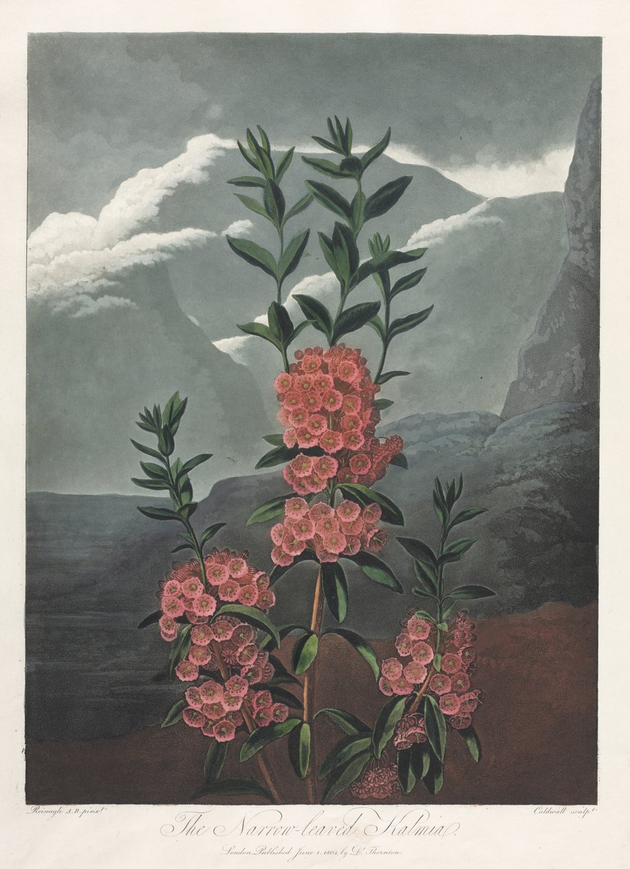Flora Tapınağı veya Doğa Bahçesi: Dar Yapraklı Kalmia by Albrecht Altdorfer