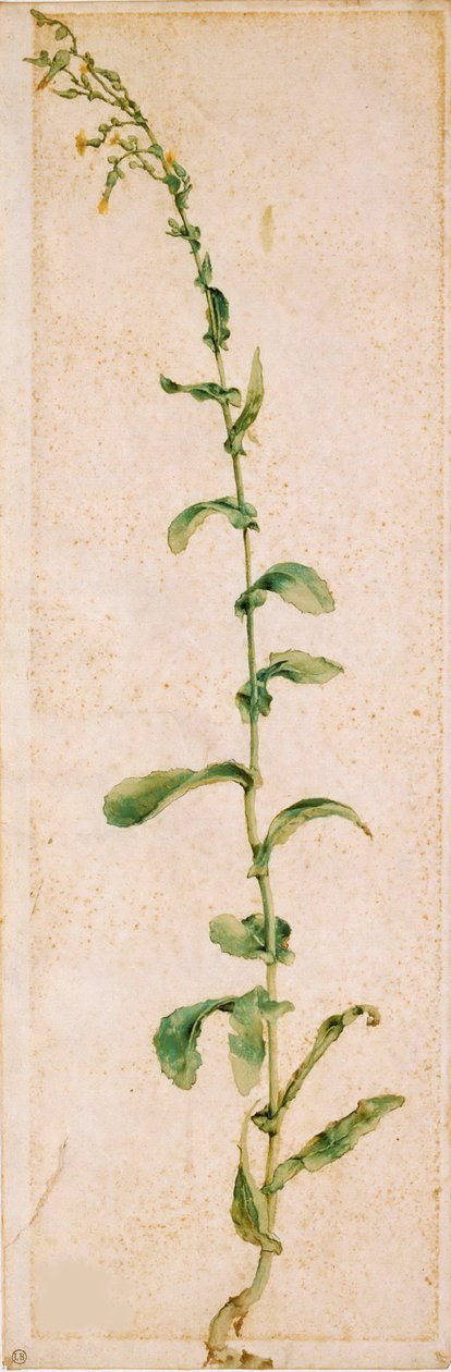 Bir Tütün Fabrikası, 16. yüzyılın ilk çeyreği.. by Albrecht Dürer