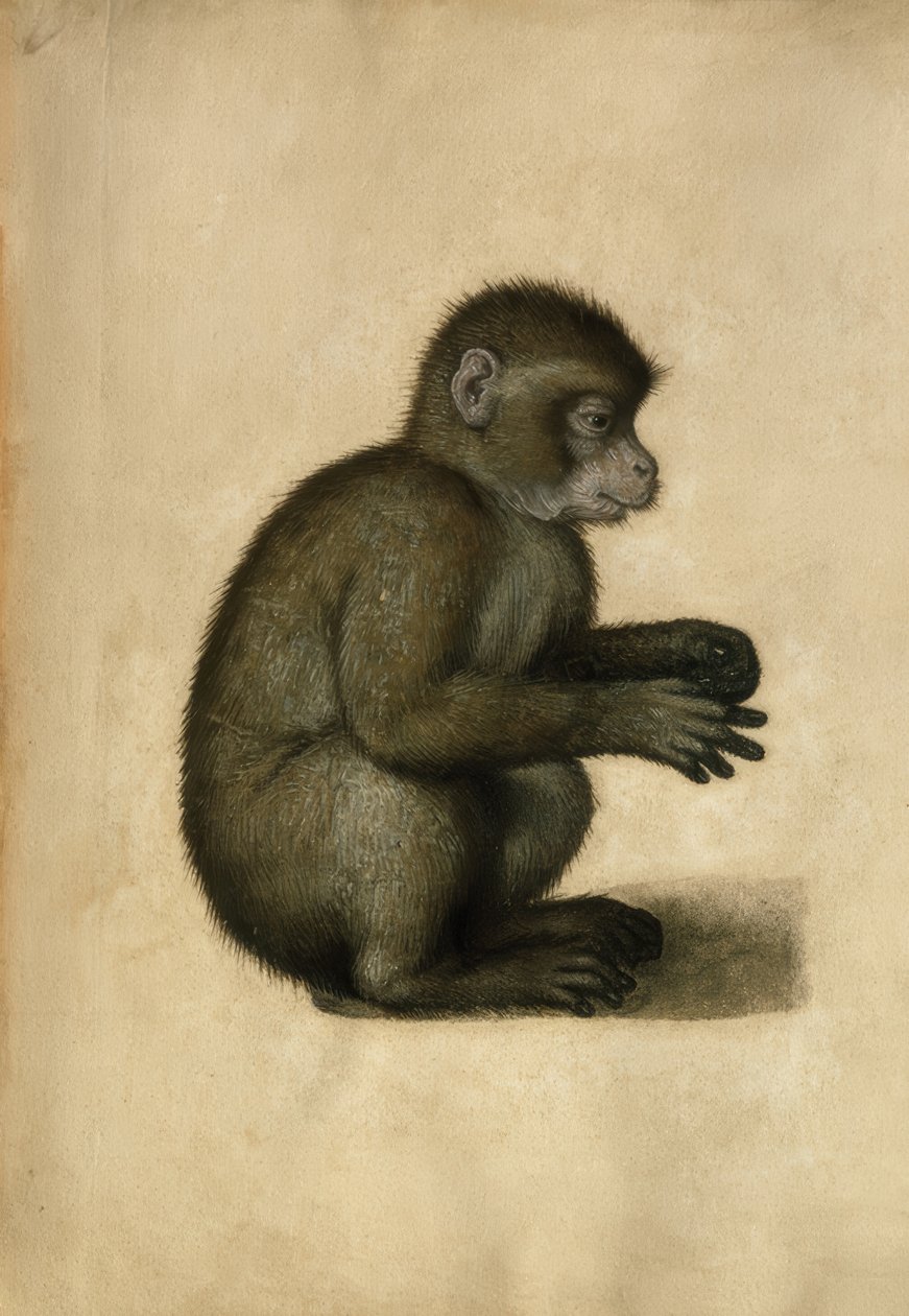 A.Dürer