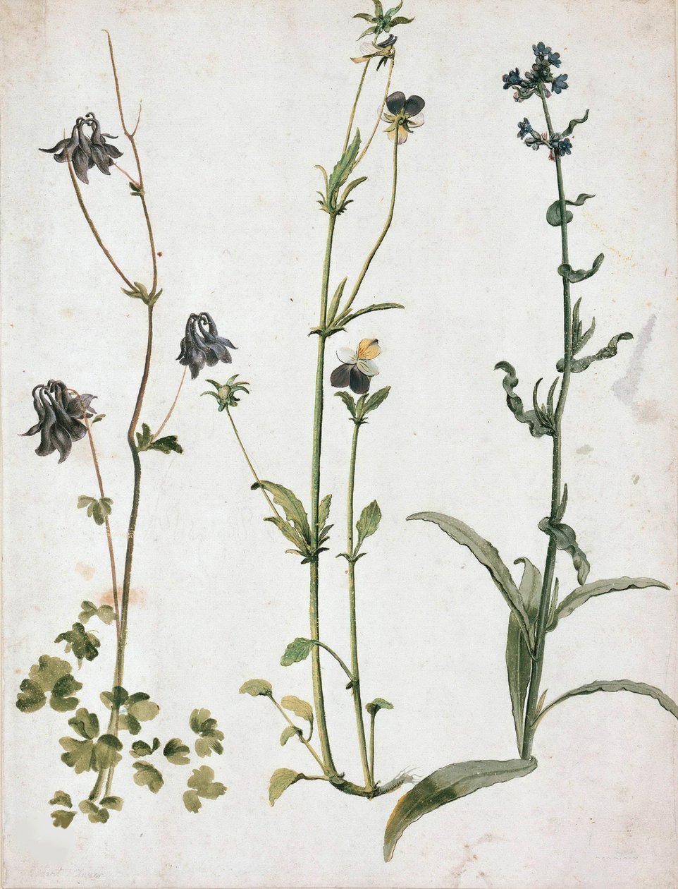 Columbines, Hercai Menekşe ve Öküz Dili, 16. yüzyılın ilk çeyreği.. by Albrecht Dürer