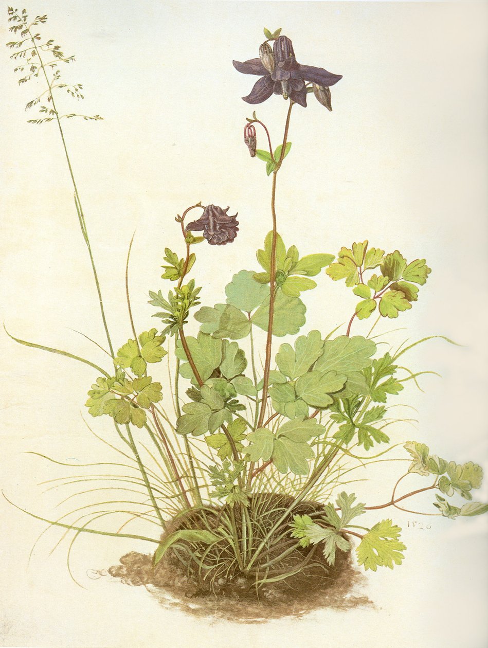  by Albrecht Dürer