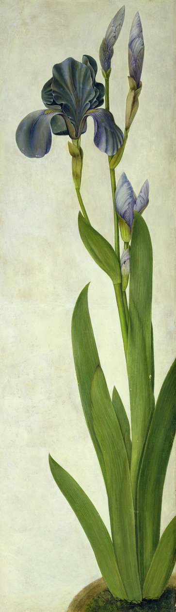 Bir İris (kağıt üzerinde tuvalet ve guaj) by Albrecht Dürer