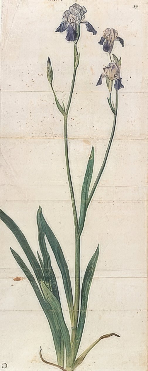 Mavi Çiçekli İris - İris Germanica (İris Trojana?). 1503 civarında by Albrecht Dürer