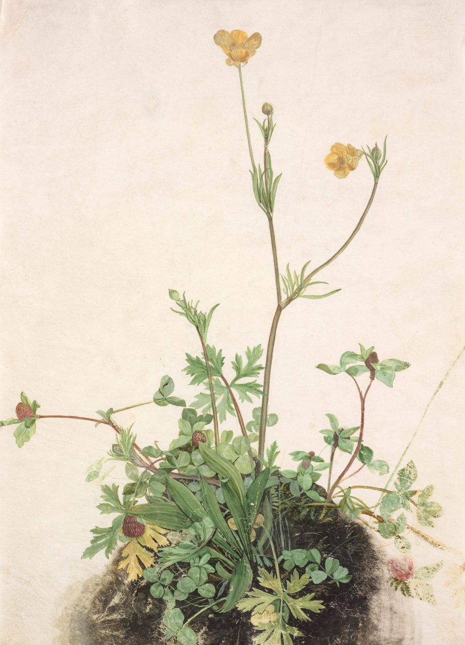 Düğünçiçekleri, Kızıl Yonca ve Muz, 1526. by Albrecht Dürer