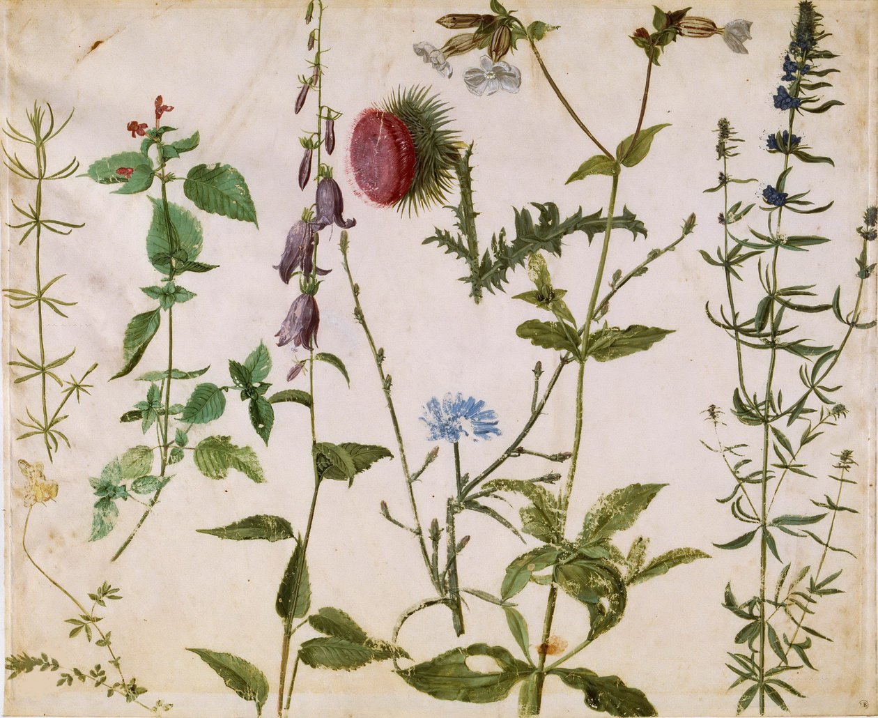 Kır Çiçekleri Üzerine Sekiz Çalışma, yaklaşık 1515-1520. by Albrecht Dürer