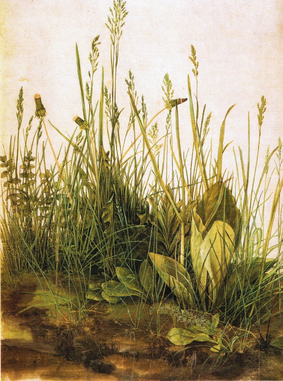  by Albrecht Dürer