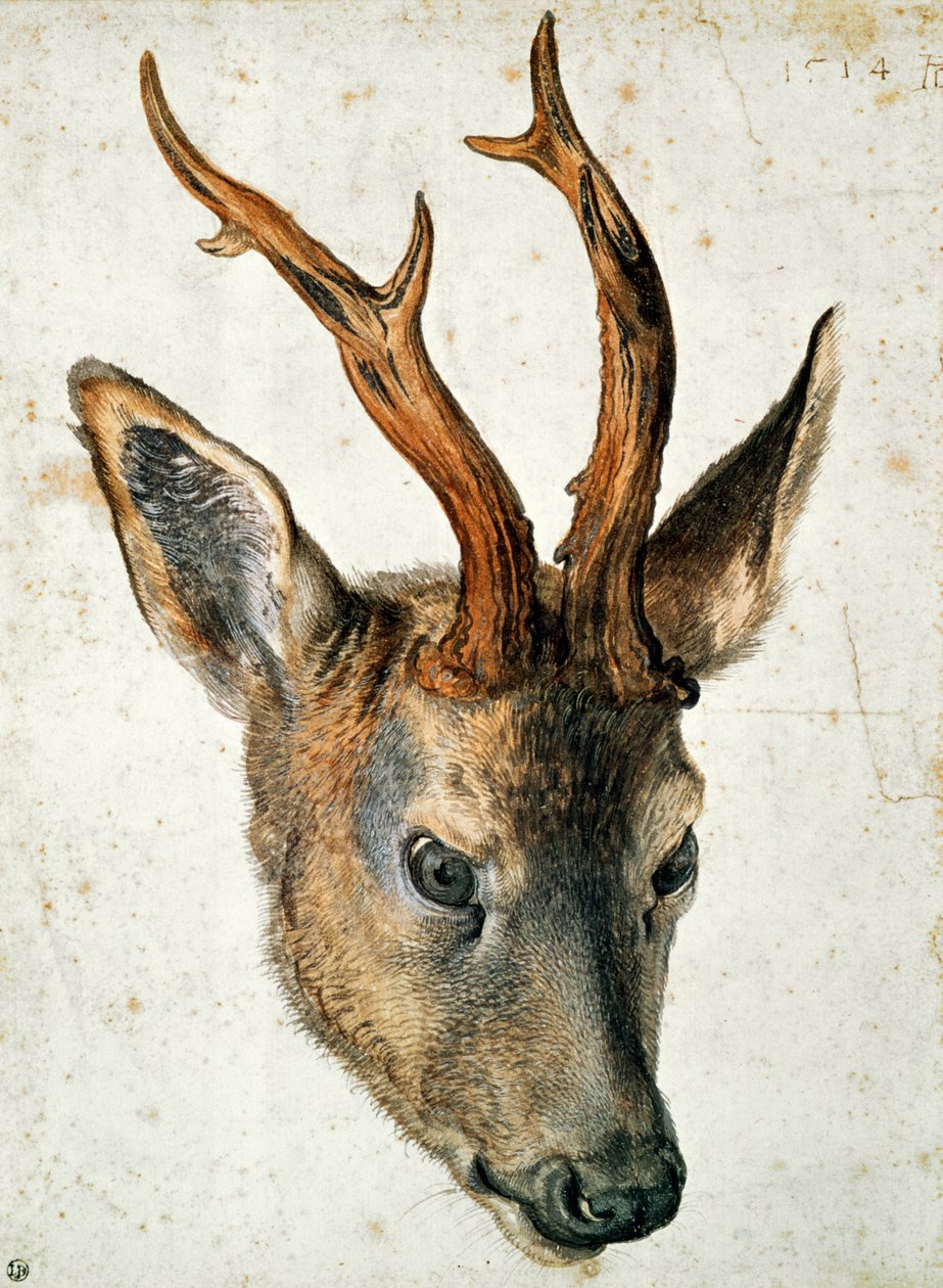 Karaca Başkanı (kağıt üzerinde kalem ve mürekkep ve wc) by Albrecht Dürer