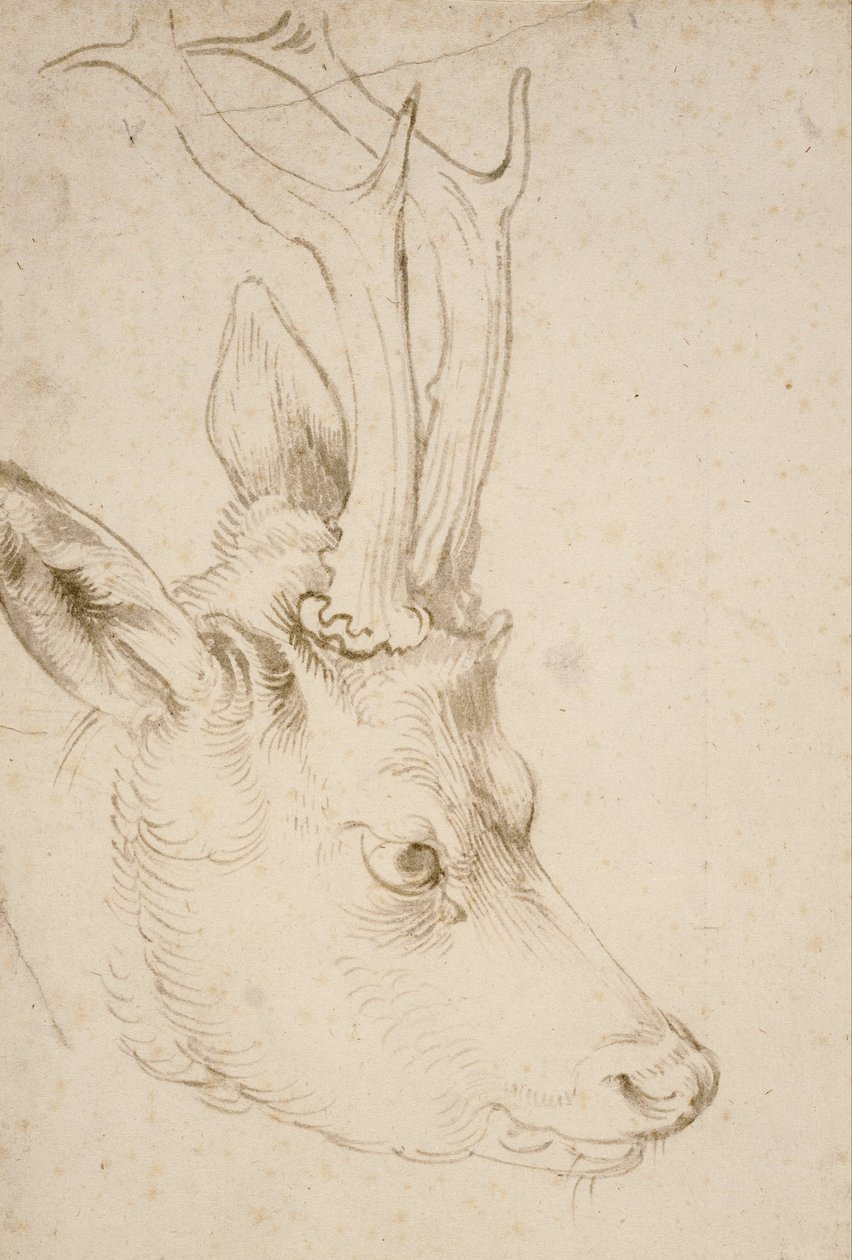 Bir Roebuck Başkanı by Albrecht Dürer