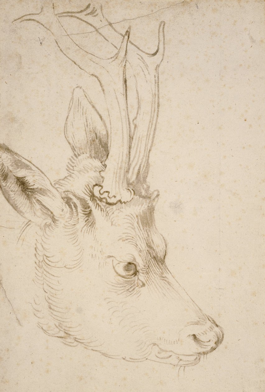 Bir Roebuck Başkanı, 1503 by Albrecht Dürer