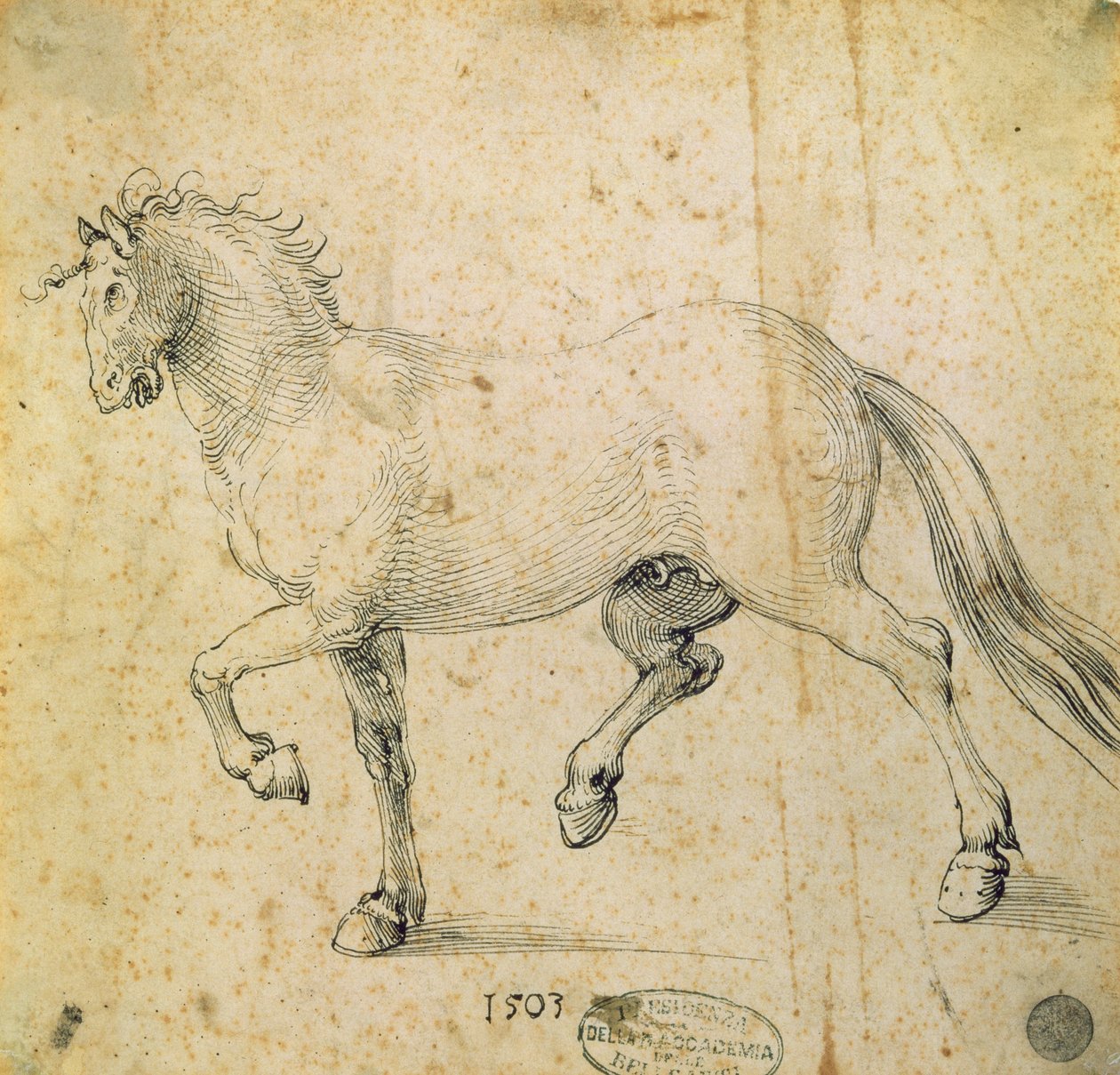 At, 1503 (kağıt üzerine kalem ve mürekkep) by Albrecht Dürer