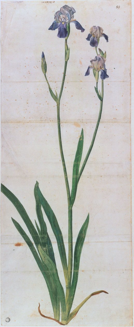 İris germanica, yaklaşık 1503 by Albrecht Dürer