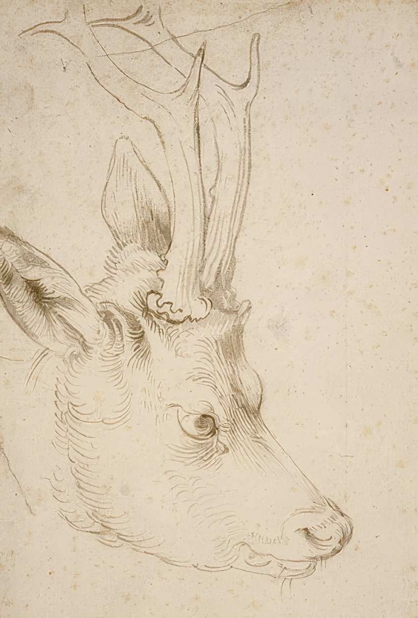 Karaca başı. 1503 civarında by Albrecht Dürer