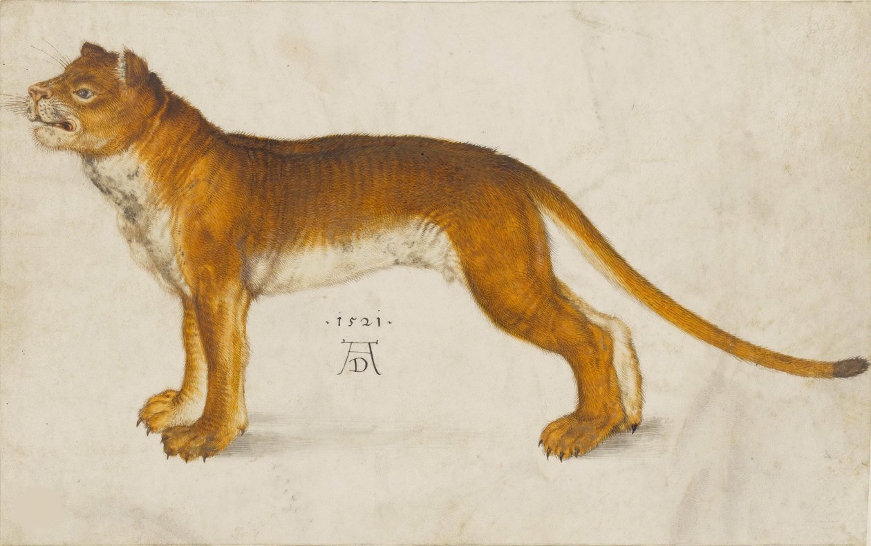 Aslan, 1521. by Albrecht Dürer