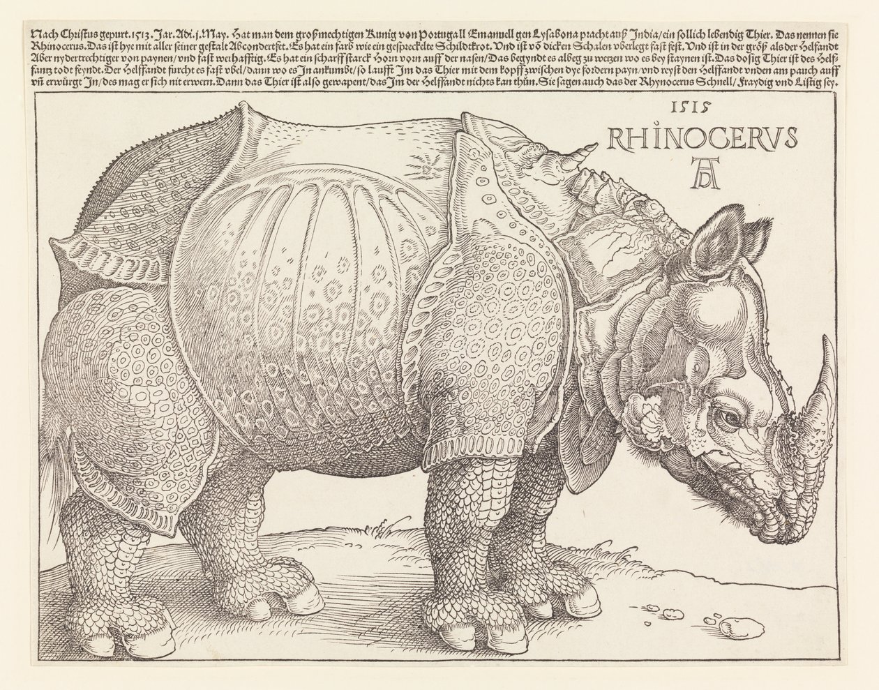 gergedan by Albrecht Dürer