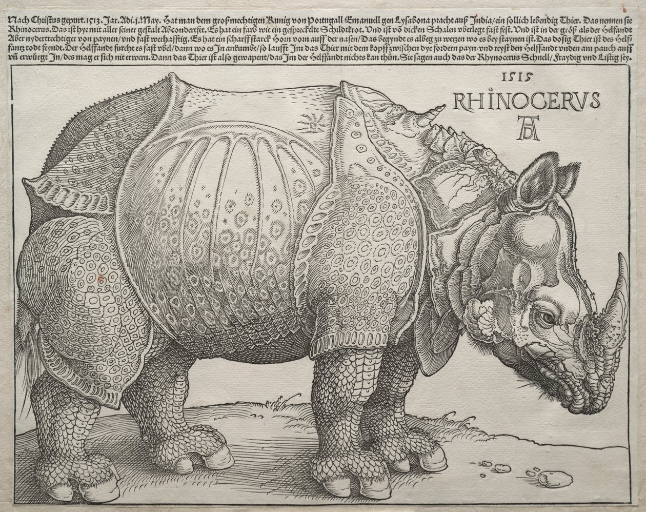 gergedan by Albrecht Dürer