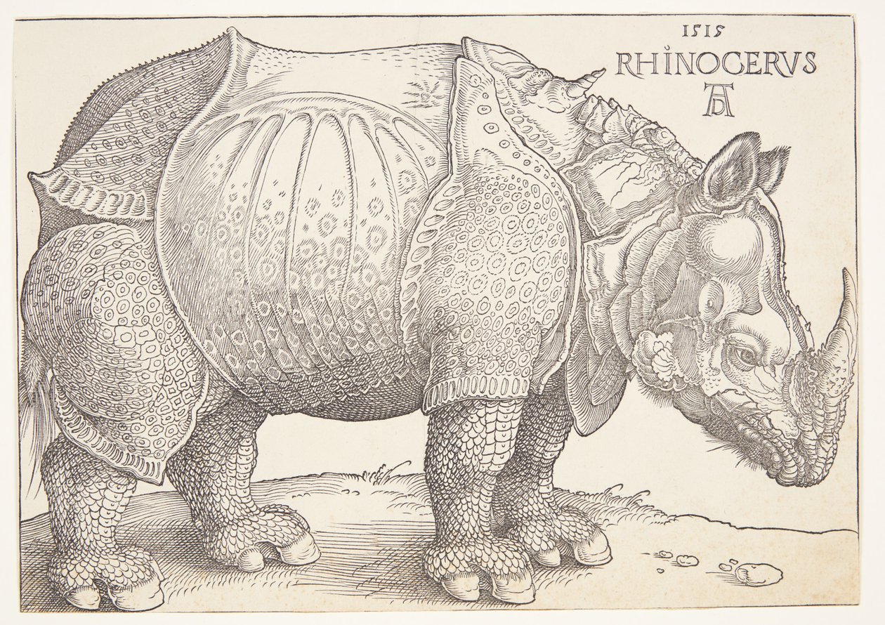 gergedan by Albrecht Dürer