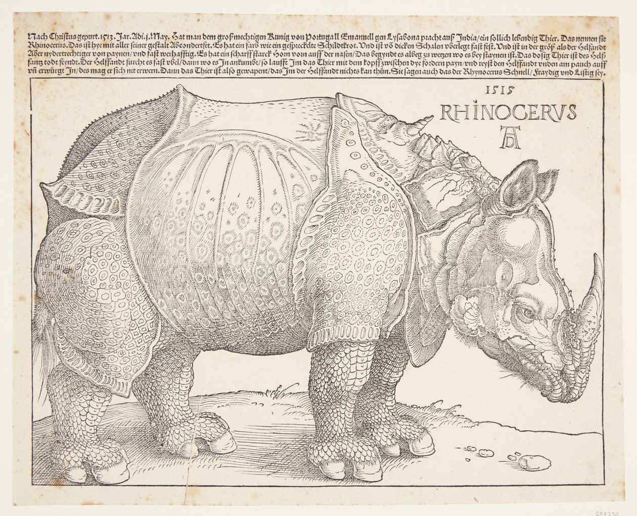 gergedan by Albrecht Dürer