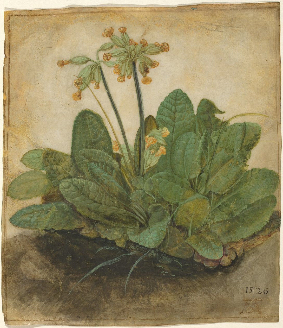 Bir tutam inek kayması by Albrecht Dürer