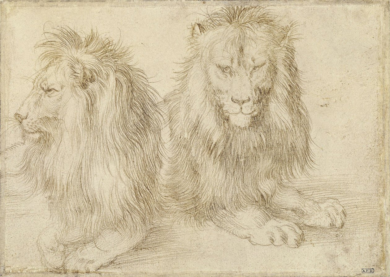 İki oturan aslan, 1521 by Albrecht Dürer