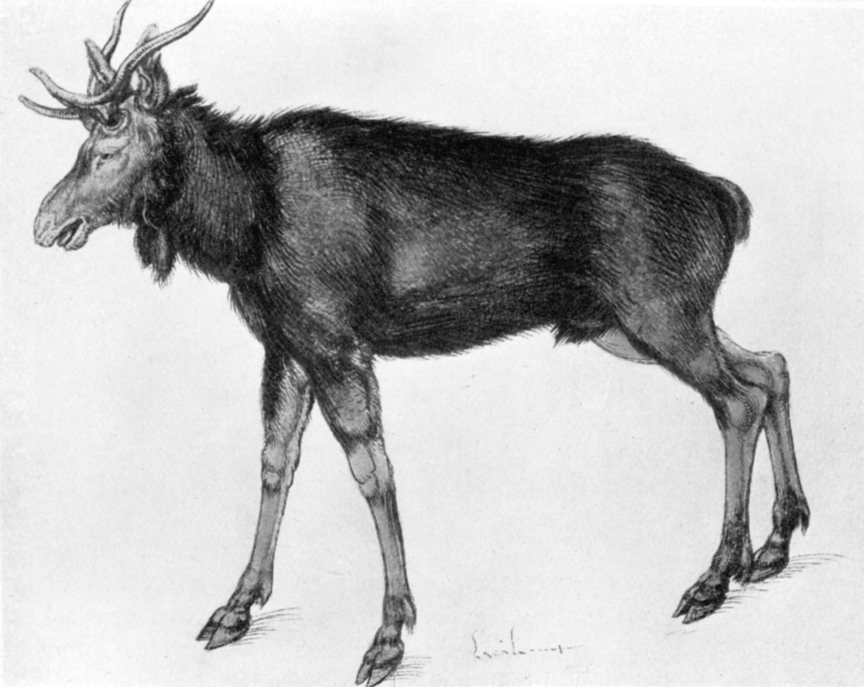 Olgunlaşmamış Boynuzları Olan Genç İskandinav Elk, 15. yüzyılın sonu ile 16. yüzyılın başları 1913. by Albrecht Dürer