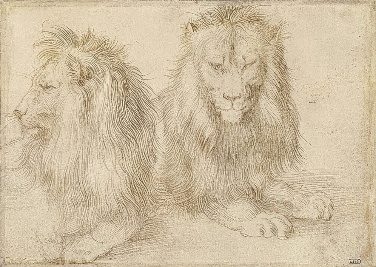 İki yalancı aslan. 1521 by Albrecht Dürer