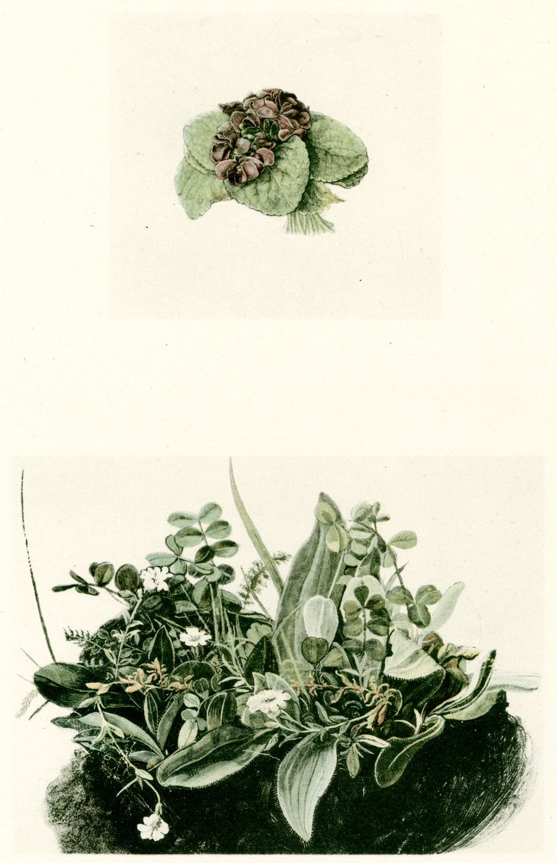 menekşeler by Albrecht Dürer