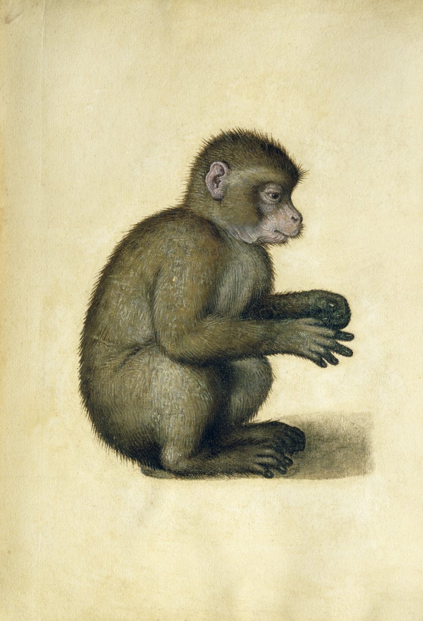 Maymun (kağıt üzerine sulu boya ve guaj boya) by Albrecht Dürer