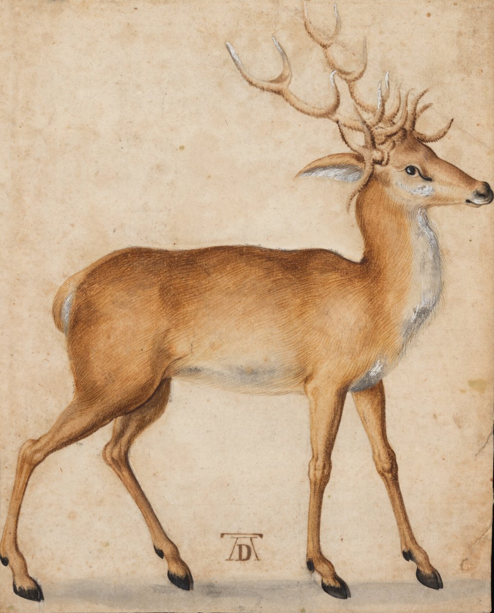 bir geyik by Albrecht Dürer