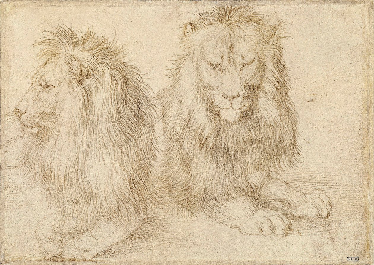 İki Oturan Aslan - Çizim Albrecht Durer (1471-1528) by Albrecht Dürer