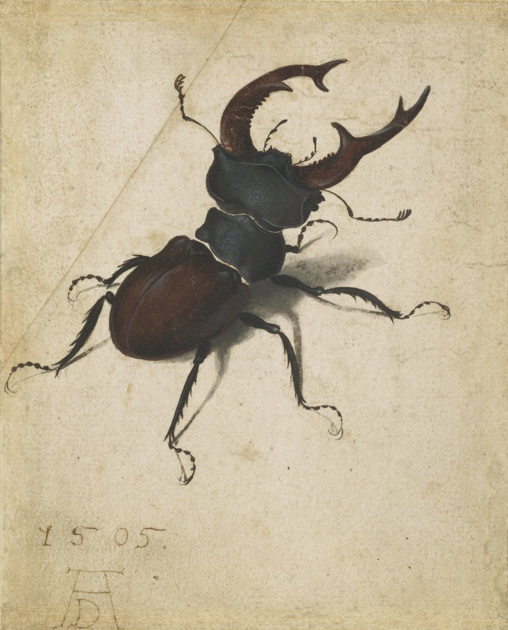Geyik böceği by Albrecht Dürer