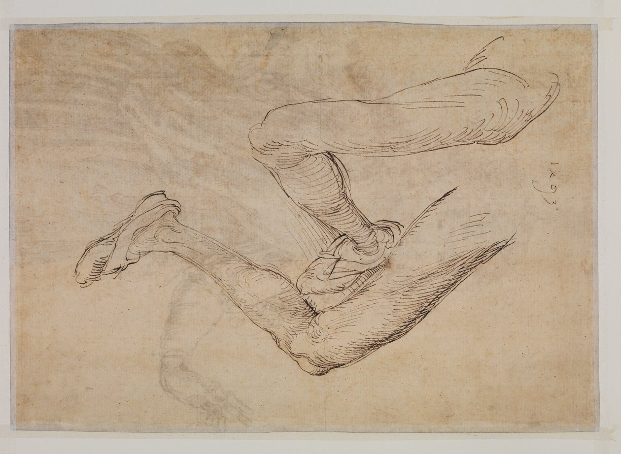 Sol bacağın iki açıdan incelenmesi by Albrecht Dürer