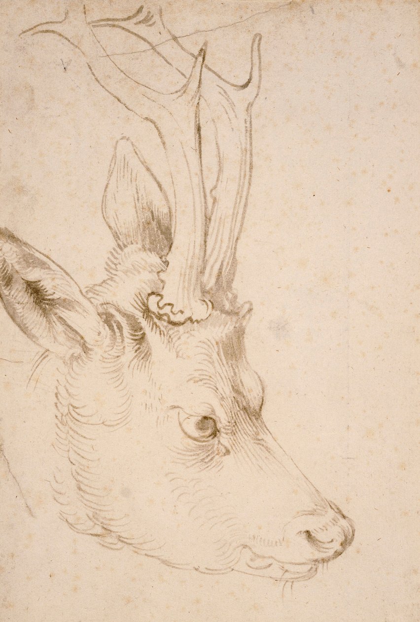 Tete de chevreuil erkek - Dessin de Albrecht Durer (1471-1528), vers 1503 - Bir Roebuck Başkanı - Kalem ve fırça, kağıt üzerinde gri ve kahverengi mürekkep, Albrecht Durer (1471-1528), ca1503 - 22,8x15,3 cm - Nelson-Atkins Sanat Müzesi, Kansas City, Missou by Albrecht Dürer