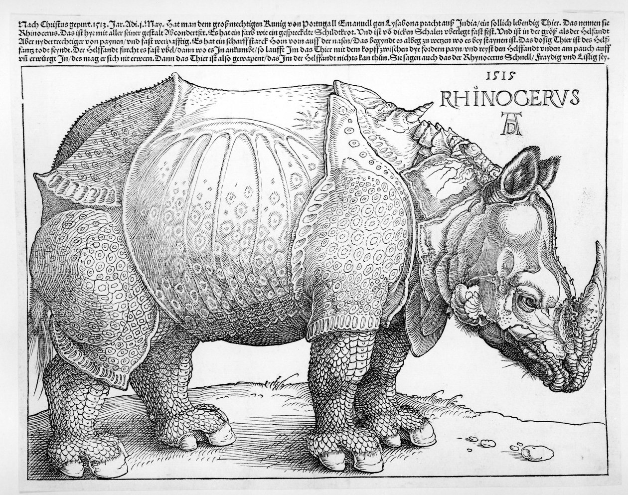 Gergedan, 1515 by Albrecht Dürer