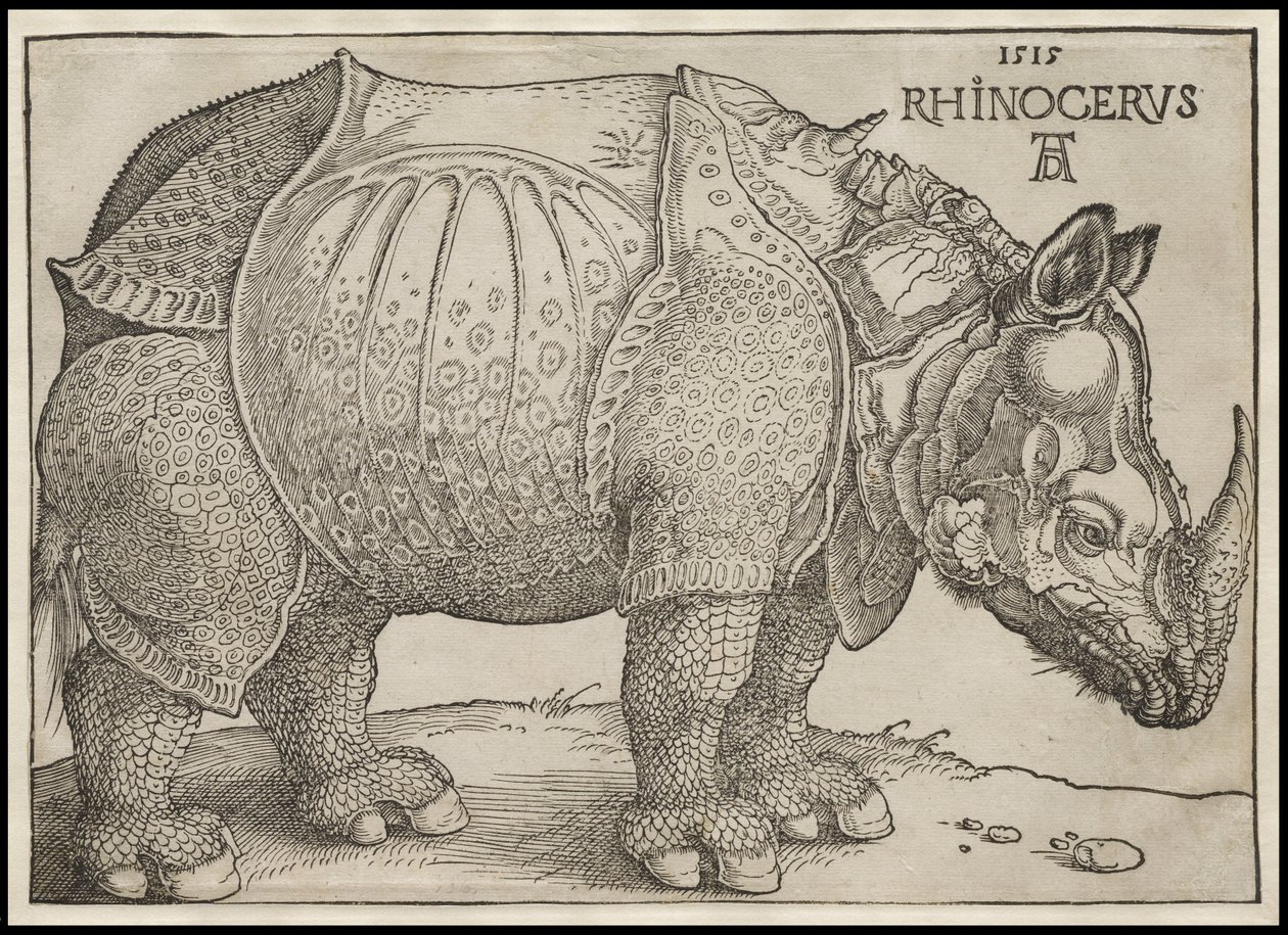 Gergedan, 1515 by Albrecht Dürer