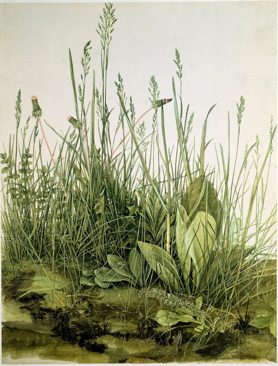 Yabani otlar ile kir Suluboya Albrecht Durer (1471-1528) 1503 Dim. 41x31,5 cm Grafik Sammlung Albertina by Albrecht Dürer