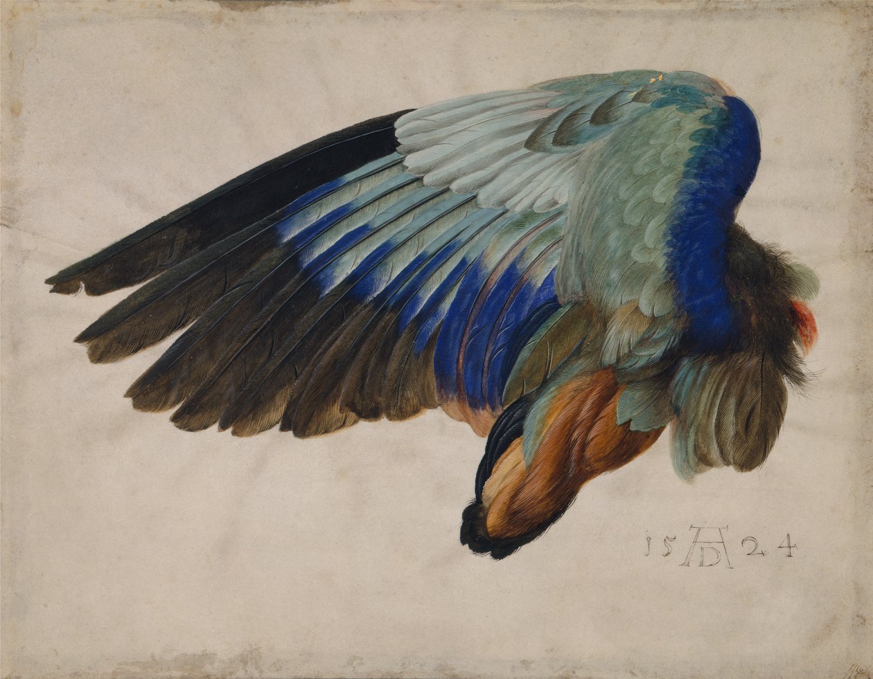 Bir Avrupa Merdanesinin Kanadı by Albrecht Dürer