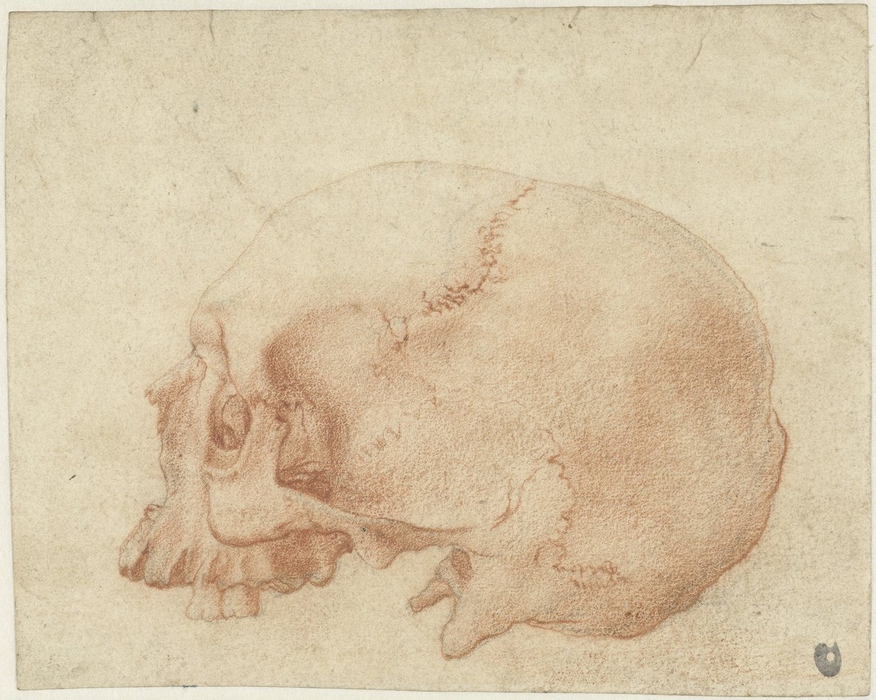 Bir kafatası çalışması by Alessandro Allori
