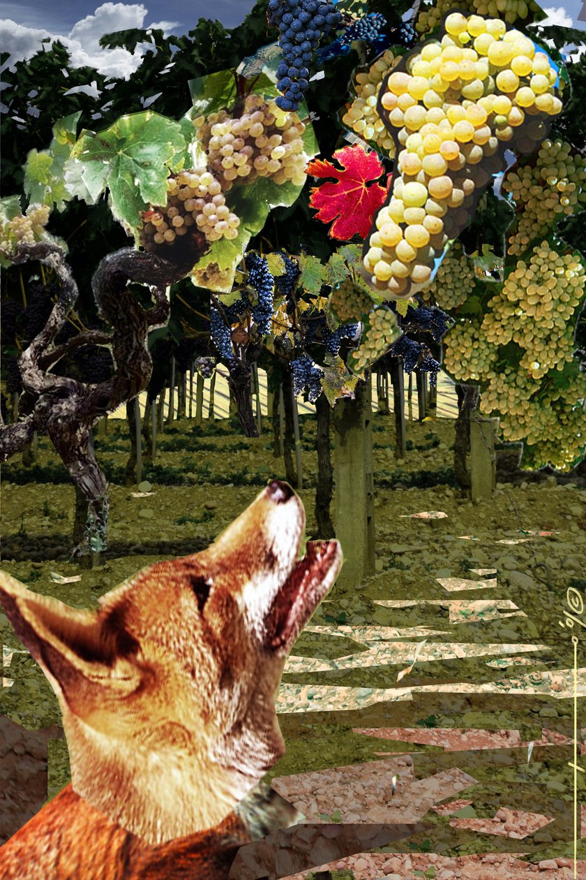 Tilki ve üzüm Esope (MÖ 7-6. yy) Yunan yazar masalının illüstrasyonu. Alesandro Lonati'nin illüstrasyonu. 2010 by Alessandro Lonati