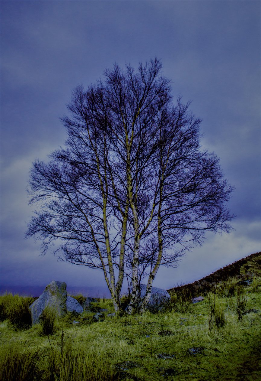 İki renkli manzara,2019,(fotoğraf) by Alex Caminker