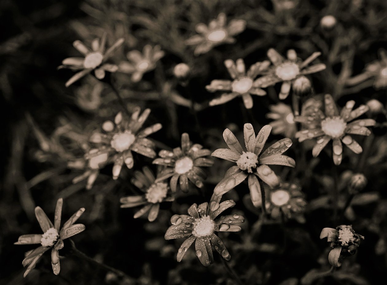 İsimsiz,2019,(fotoğraf) by Alex Caminker