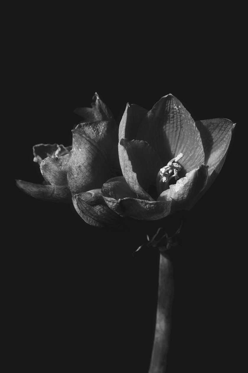 İsimsiz,2019,(fotoğraf) by Alex Caminker