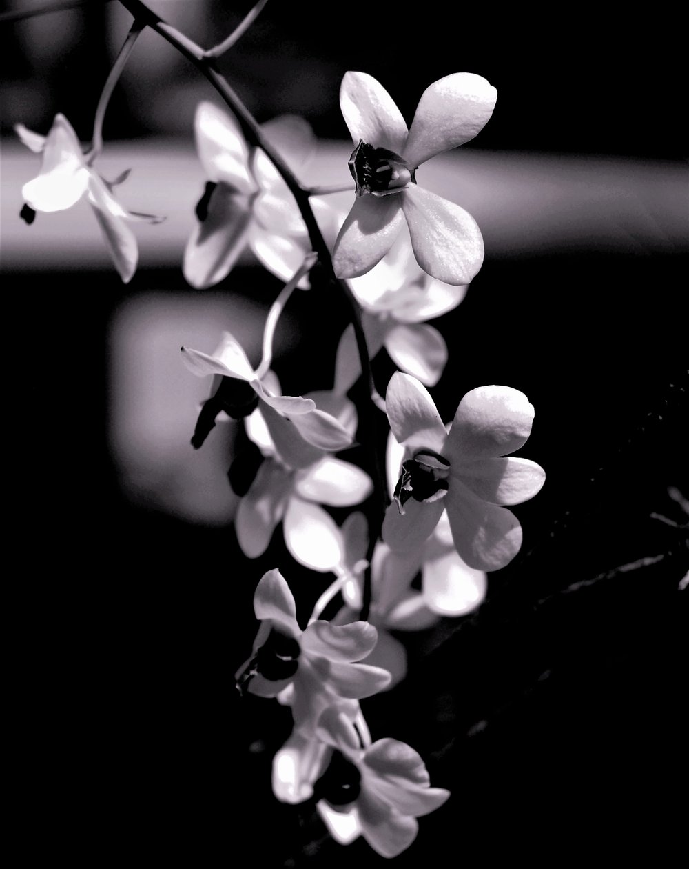demet,2019,(fotoğraf) by Alex Caminker