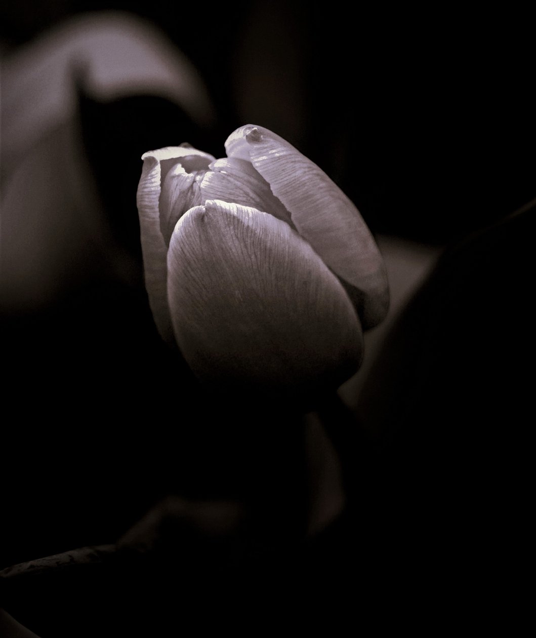 düğme,2019,(fotoğraf) by Alex Caminker