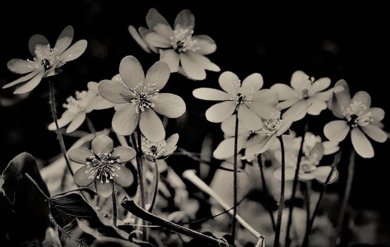 koro,2019,(fotoğraf) by Alex Caminker