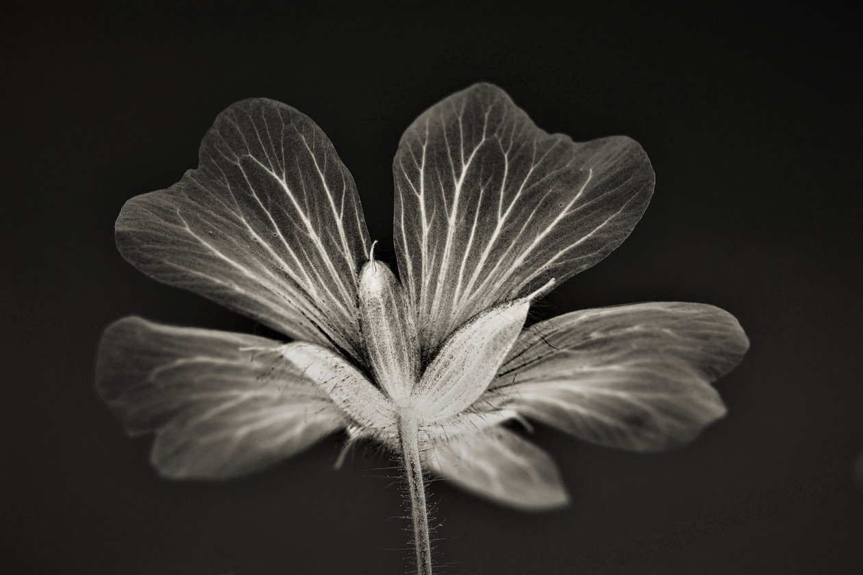 netlik,2019,(fotoğraf) by Alex Caminker