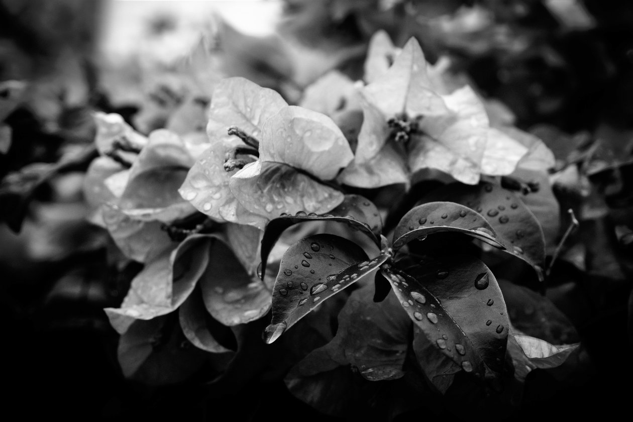 küme,2019,(fotoğraf) by Alex Caminker