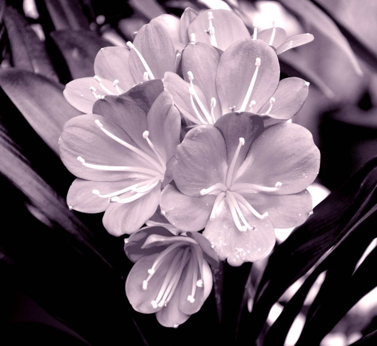 ortak kökler,2019,(fotoğraf) by Alex Caminker